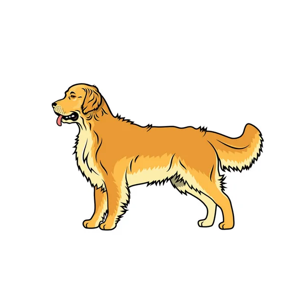 Golden Retriever Illustration White Background — Stock Vector