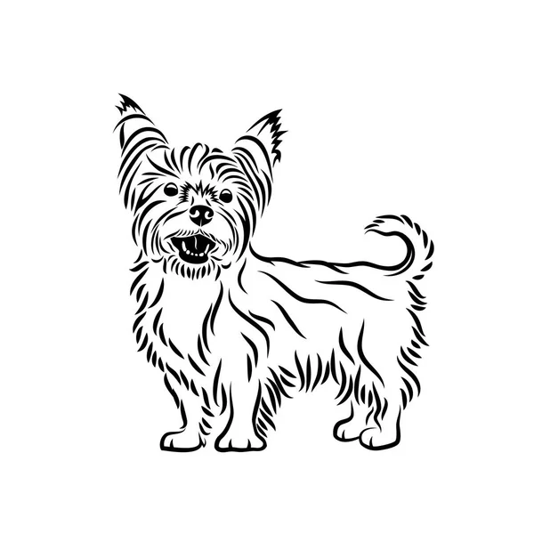 Yorkshire Terrier Umriss Symbol Auf Weißem Hintergrund — Stockvektor