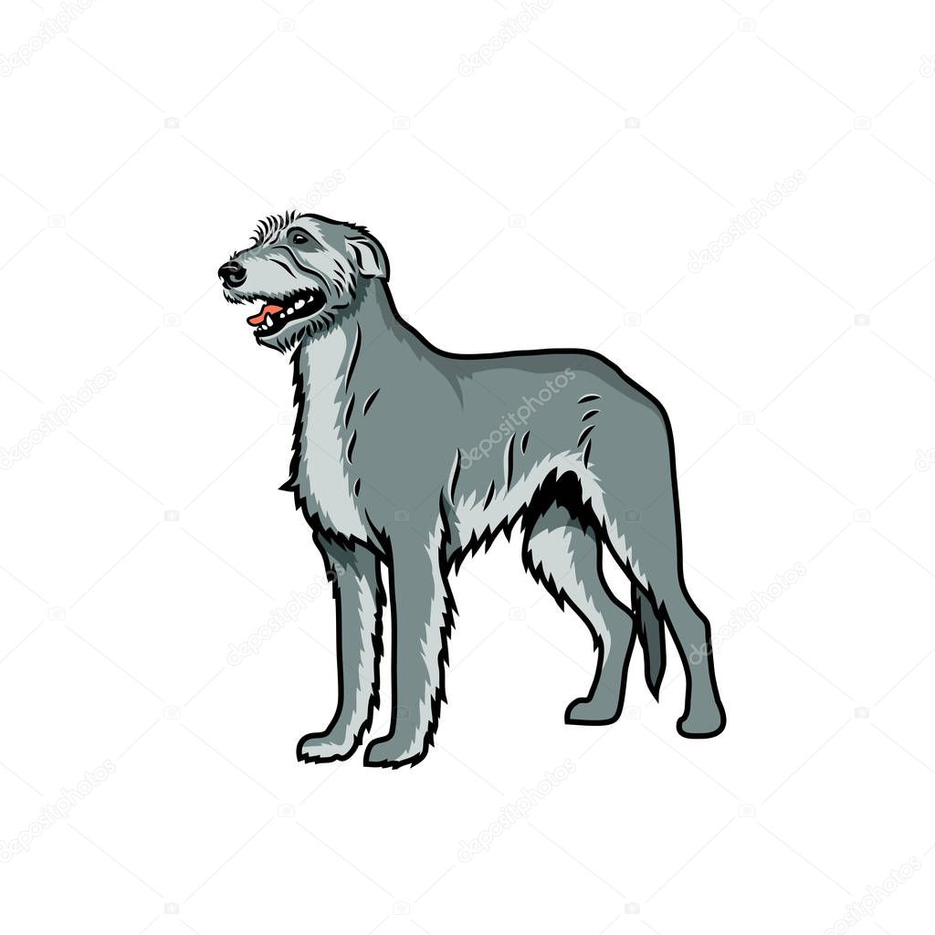 irish wolfhound isolated illustration on white background