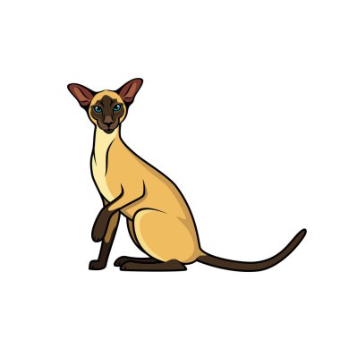 Sphynx kedi kutsal kişilerin resmi, vektör çizim