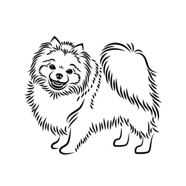 Pomeranian köpek izole vektör çizim 