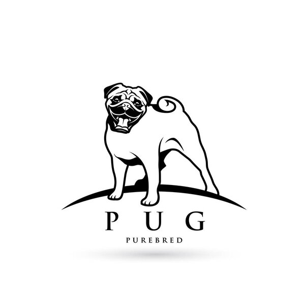purebred Pug dog isolated on white, vector illustration
