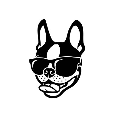 Çok güzel boston terrier köpek resmi 