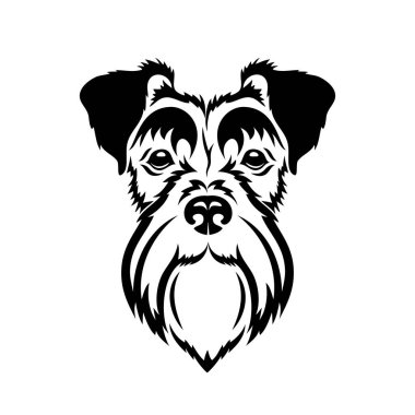 Çok güzel schnauzer köpek resmi 