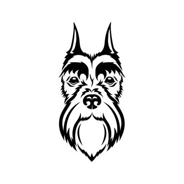 Çok güzel schnauzer köpek resmi 