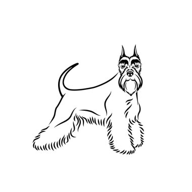 Çok güzel schnauzer köpek resmi 