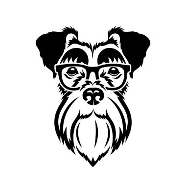 Çok güzel schnauzer köpek resmi 