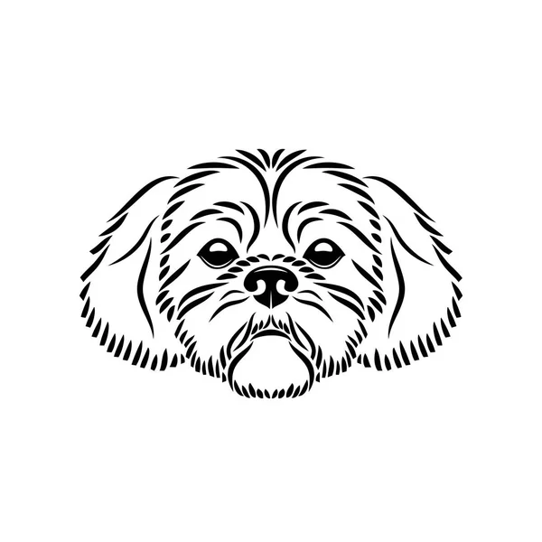 Ilustração Adorável Cão Shih Tzu —  Vetores de Stock