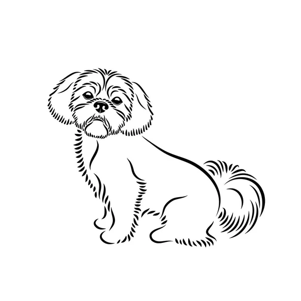 Illustrazione Adorabile Shih Tzu Cane — Vettoriale Stock