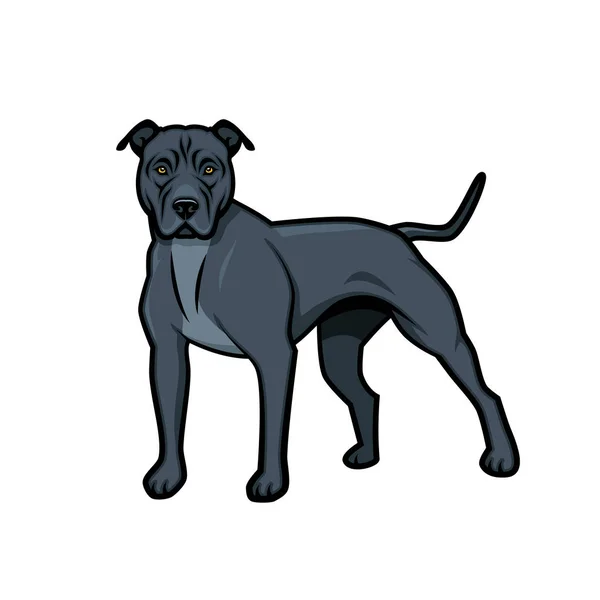 Amerykański Pit Bull Terrier Pies Ilustracja Białym Tle Wektor — Wektor stockowy