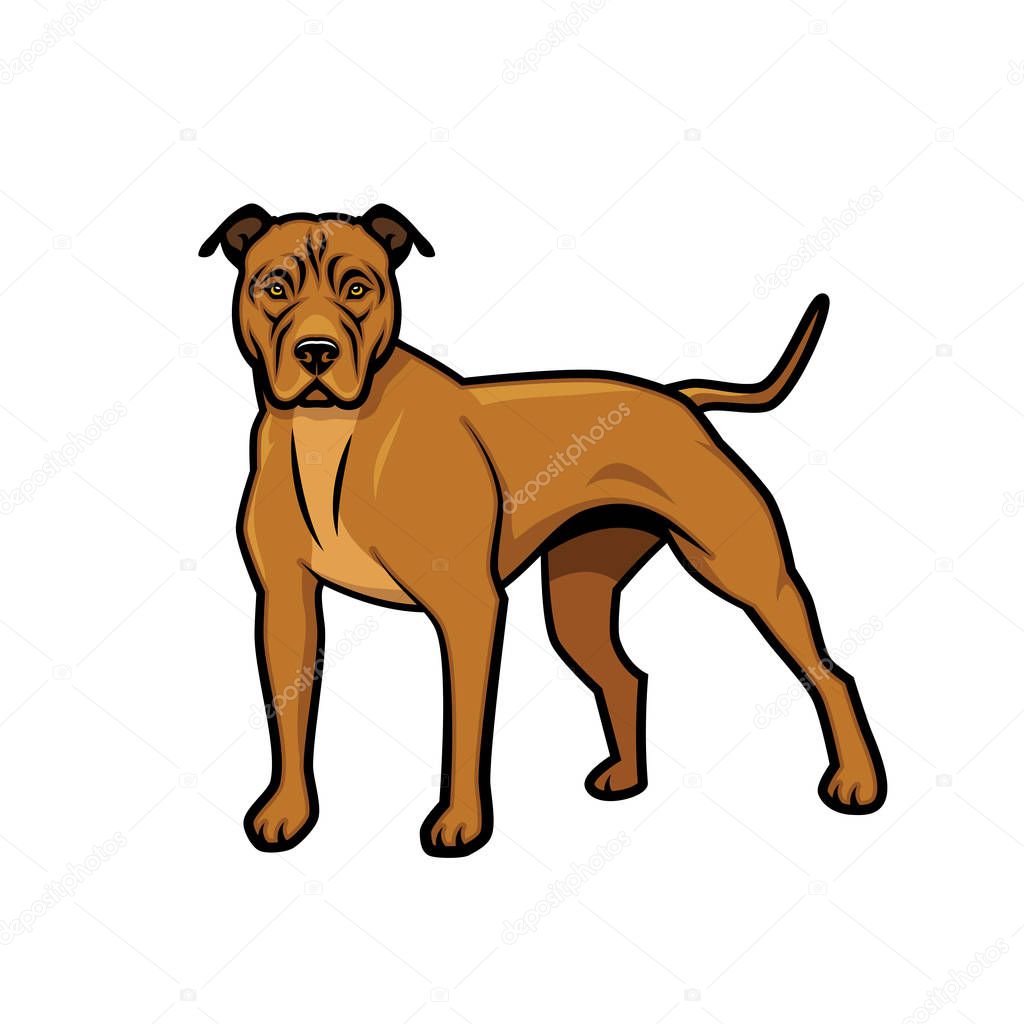 American Pit Bull Terrier dog - isolated vector illustration 