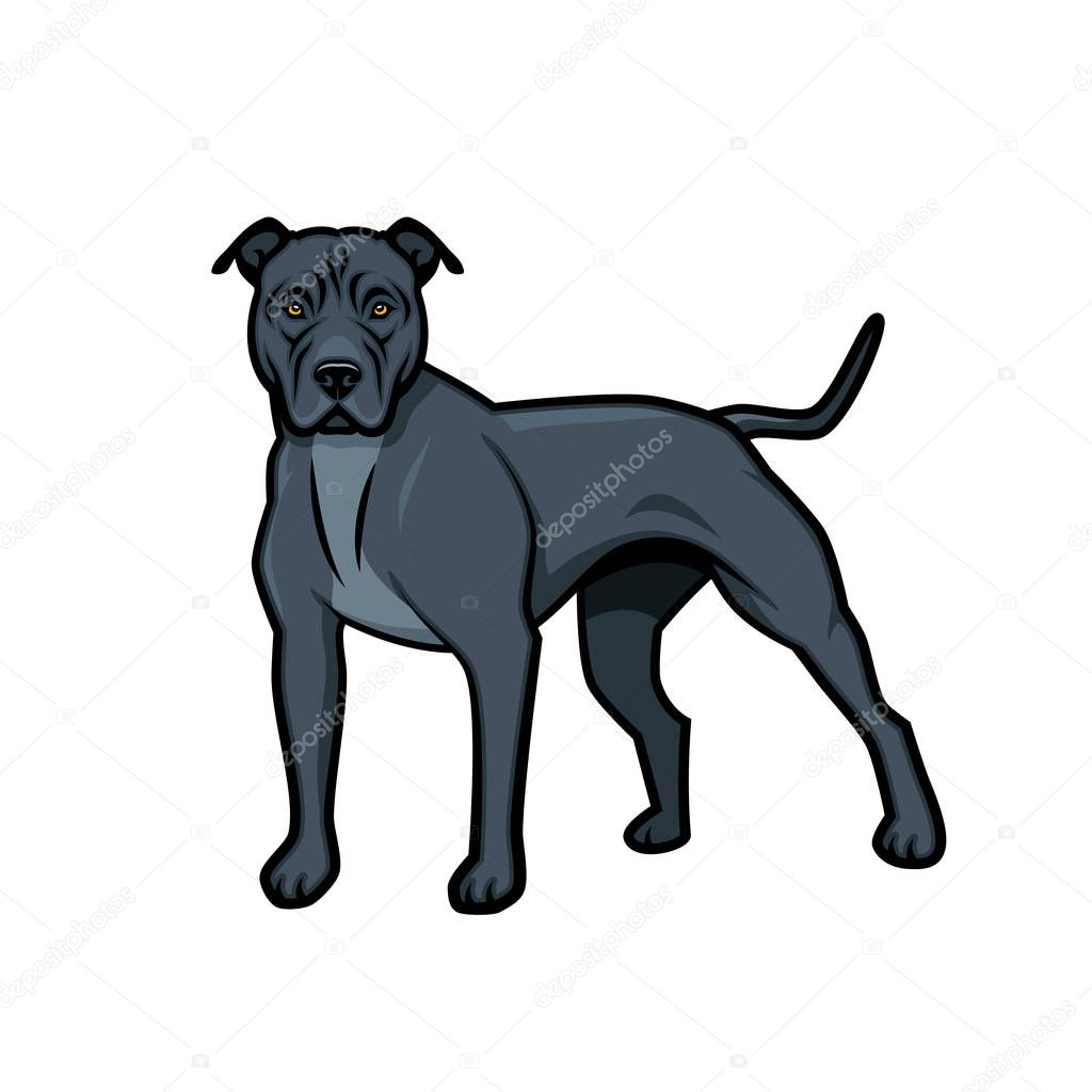 American Pit Bull Terrier dog - isolated vector illustration 