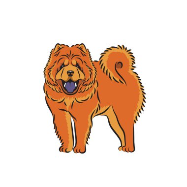 Chow Chow köpek - izole vektör illüstrasyon