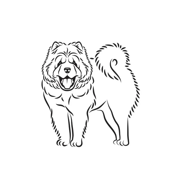 Chien Chow Chow Illustration Vectorielle Isolée — Image vectorielle