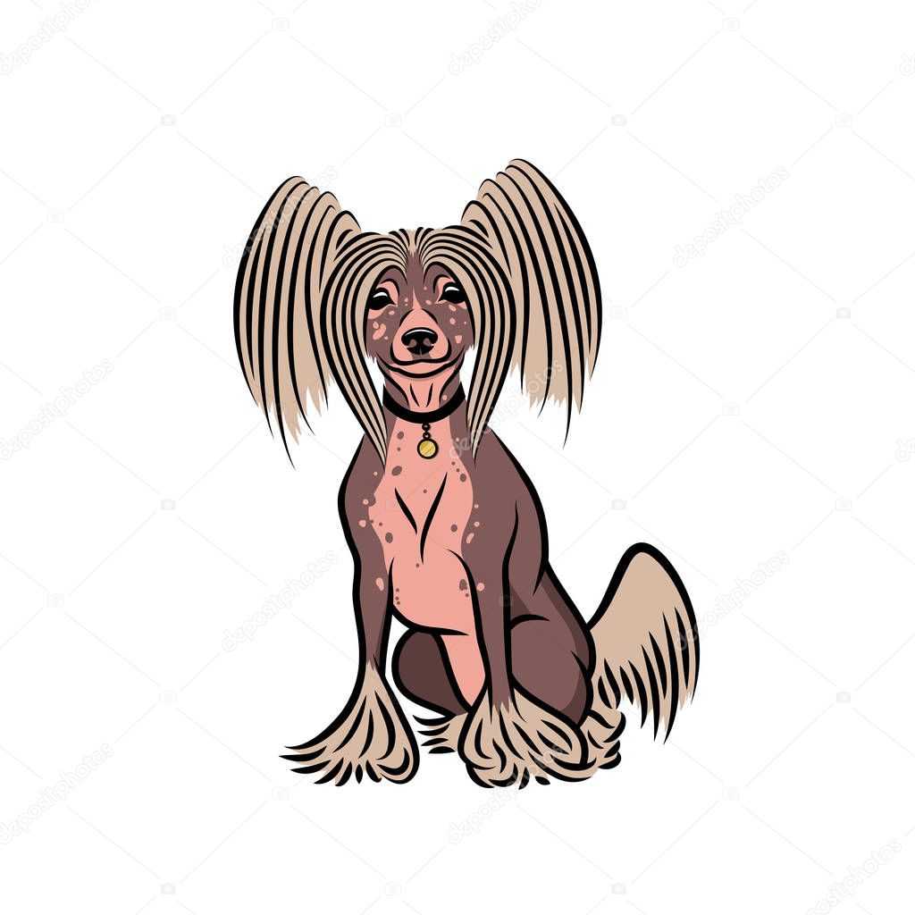 Chinese crested dog, isolated vector illustration