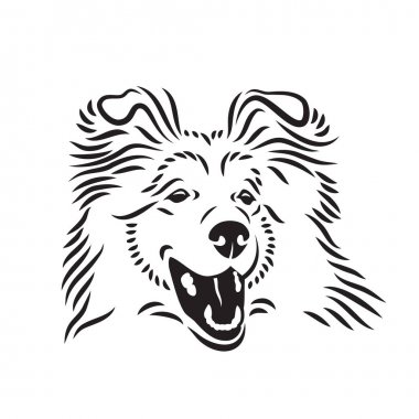 Anahat collie köpek beyaz arka plan izole