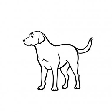 Anahat labrador retriever beyaz arka plan üzerinde izole