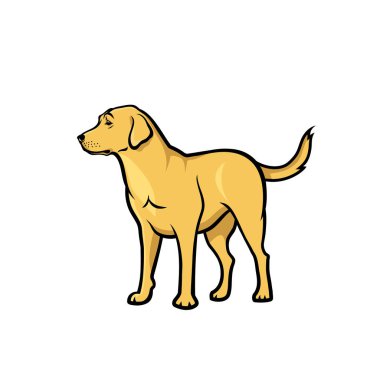 Bej labrador retriever beyaz arka plan üzerinde izole