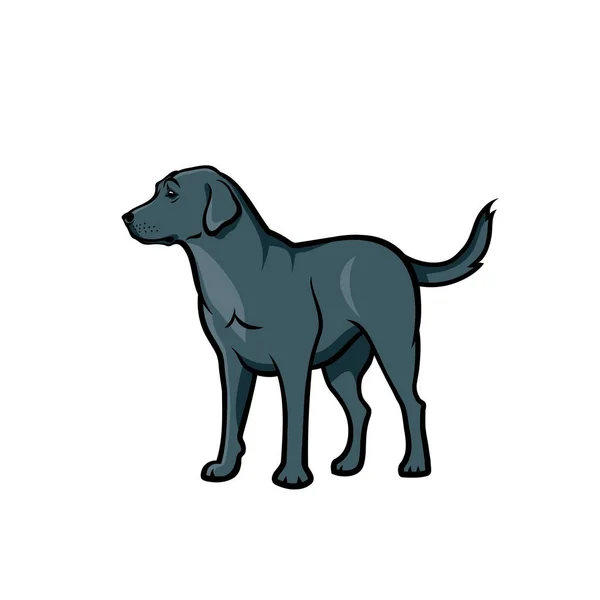 Labrador Retriever Avec Fourrure Grise Isolée Sur Fond Blanc — Image vectorielle