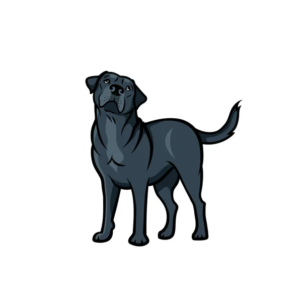 拉布拉多猎犬与灰色毛皮隔离在白色背景 — 图库矢量图片