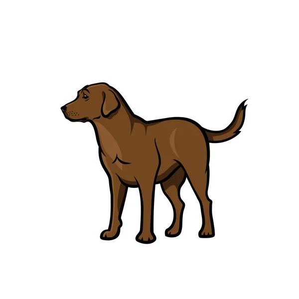 Labrador Retriever Avec Fourrure Brune Isolée Sur Fond Blanc — Image vectorielle