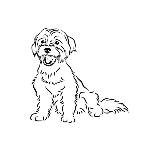 Maltesisk Hund Isolerad Vit Bakgrund Helt Enkelt Vektor Illustration — Stock vektor