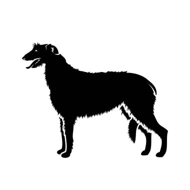Deerhound 'un vektör illüstrasyonu beyaz arkaplanda izole edildi 