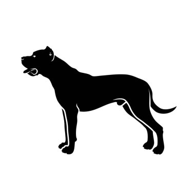 Beyaz arkaplanda izole edilmiş Dogo Argentino 'nun vektör çizimi 