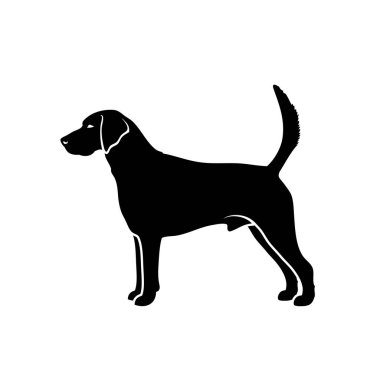 Tazının vektör illüstrasyonu beyaz arkaplanda izole edildi 