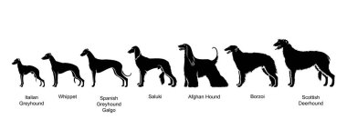 Beyaz arkaplanda çeşitli av köpekleri izole edildi 