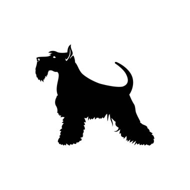 Beyaz arkaplanda izole edilmiş mini schnauzer 'ın vektör illüstrasyonu 