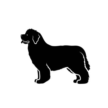 Vector illustration of new foundland dog isolated on white background  clipart