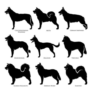 Beyaz arka planda izole edilmiş çeşitli köpekler 