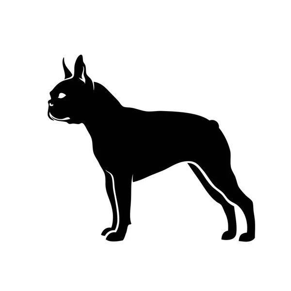 Vector Illustration Boston Terrier Isolated White Background — Stock Vector