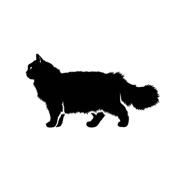 Persian Cat Vector Illustration — Stock Vector