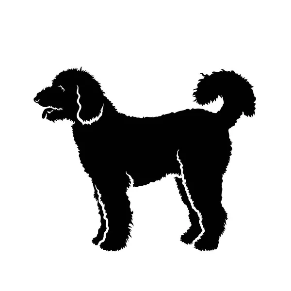 Vector Illustration Poodle Isolated White Background — Stock Vector