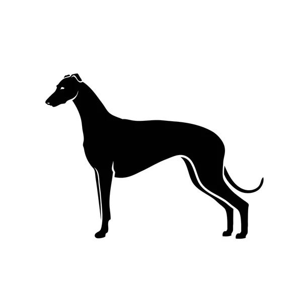 Ilustración Vectorial Galgo Español Aislado Sobre Fondo Blanco — Archivo Imágenes Vectoriales