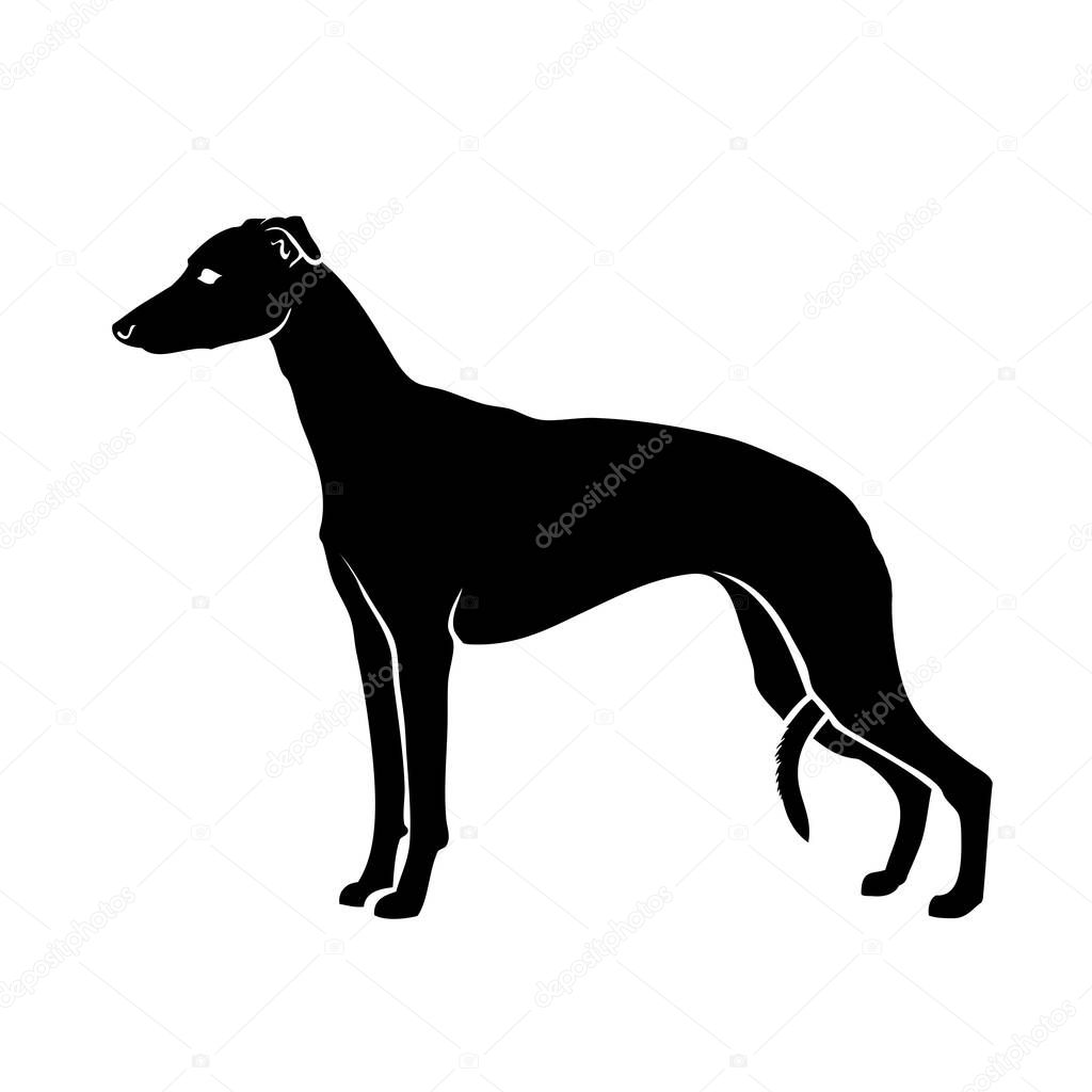 Vector illustration of whippet isolated on white background 