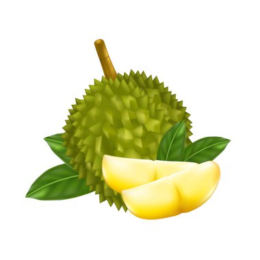 Meyve, kralı beyaz arka plan üzerinde izole durian. Vektör çizim