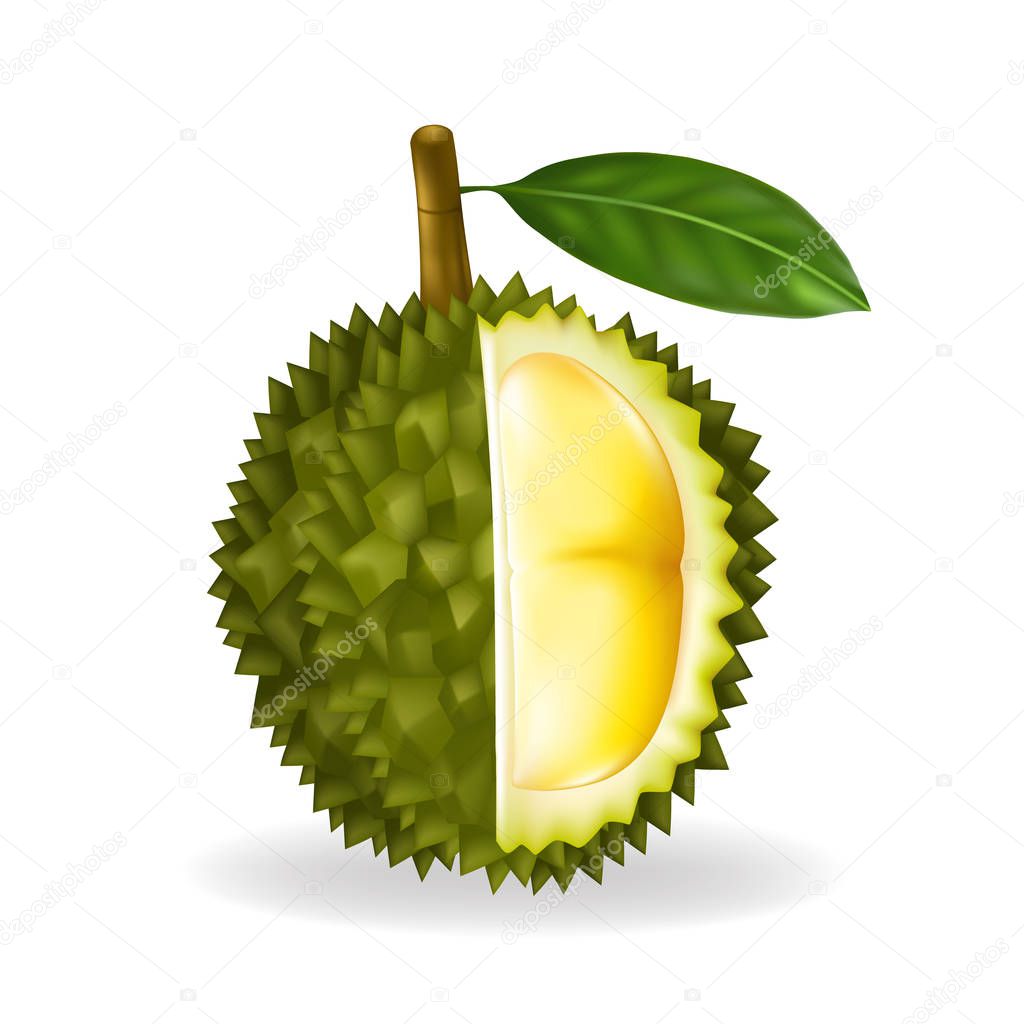 King of fruits, durian isolated on white background.Vector illustration