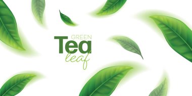 Reklam afişi için gerçekçi yeşil çay yaprakları. Vektör illüstrasyonu