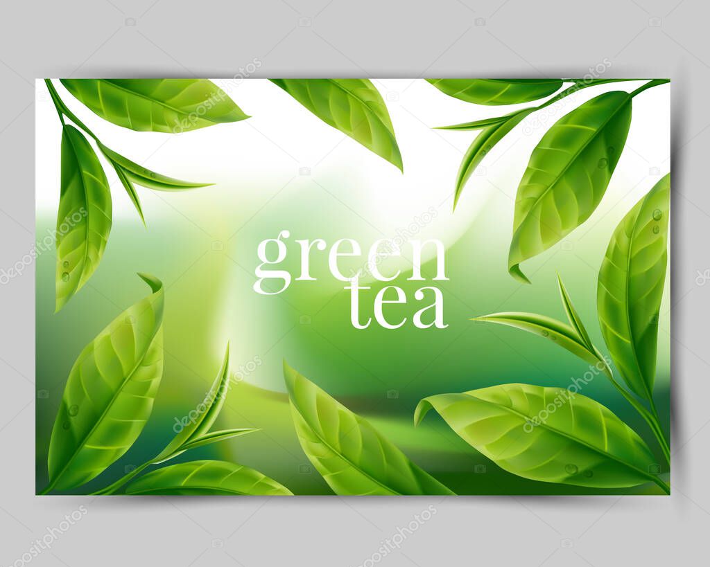 Realistic green tea leaves background for advertising poster. Vector illustration