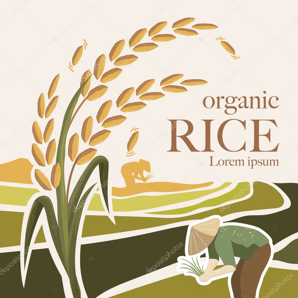Paddy rice premium organic natural product banner logo vector design