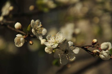 Çalılıklarda açan beyaz kiraz çiçeklerine yakın yeşil yapraklardan ve çiçeklerden oluşan bir arka plan.