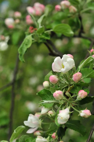 森の中の緑の明るい葉を背景に 茂みの上に野生のリンゴの木の花を咲かせることの終わり — ストック写真