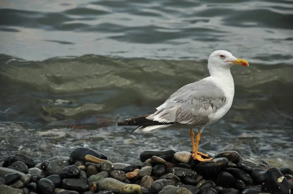 Gros Plan Mouette Sur Les Pierres Mouillées Près Une Mer — Photo