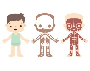 Boy Anatomy, Human Outdy Parts, Full Skeleton and Muscles Kawaii Style Cute Cute Vlat Illustration on White