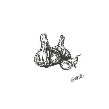 Sarımsağın vektör çizimi, elle çizilmiş. Sarımsağı ayır. Sebze oyma illüstrasyon stili. Vejetaryen yemeklerin detaylı çizimi. Tarım piyasasındaki ürünler. Uygun.
