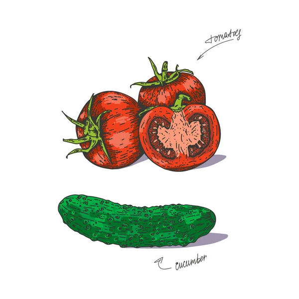 A paradicsom és az uborka vektorillusztrációja kézzel rajzolva. Izoláld a paradicsomot és vágd ketté. Növényi gravírozás illusztráció stílus. Részletes vázlat a vegetáriánus ételekről. A termékek a — Stock Vector