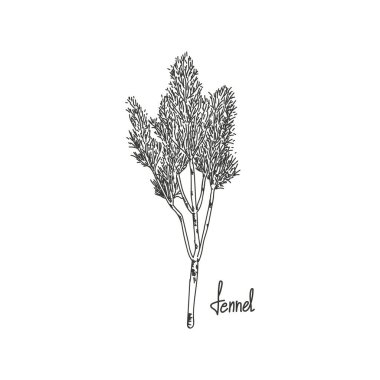 Rezenenin vektör çizimi, elle çizilmiş. Bitki oymacılığı illüstrasyon tarzı. Vejetaryen yemeklerin detaylı çizimi. Tarım piyasasındaki ürünler. Menüler ve yiyecekler için uygun